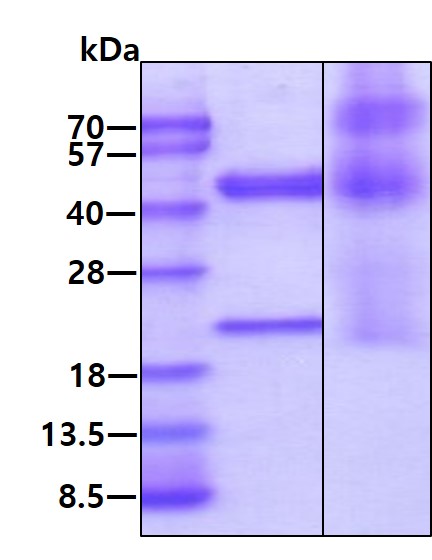 3 μg by SDS-PAGE visualized by coomassie blue stain.
Lane 1: reducing condition
Lane 2: non-reducing condition
